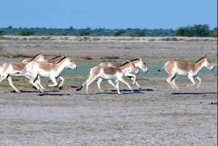 Overnight Trip To Little Rann Of Kutch From Ahmedabad - Photo 1 of 8