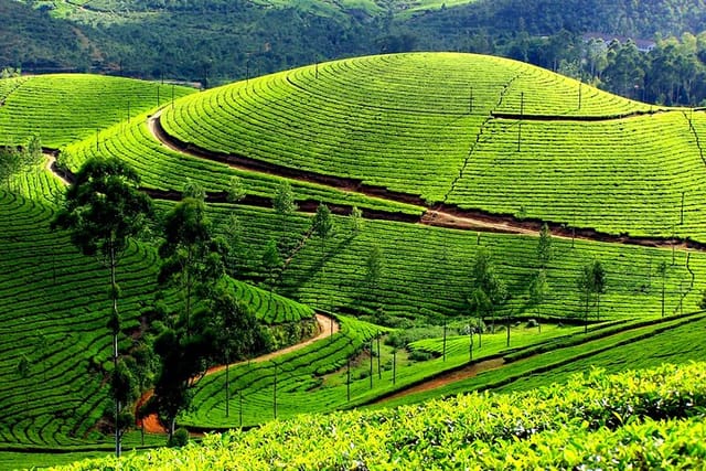 Tea Plantations