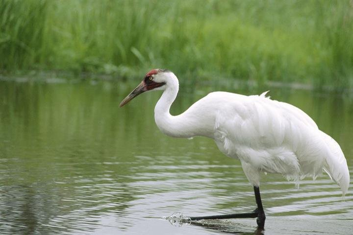 Bharatpur Rajasthan, India