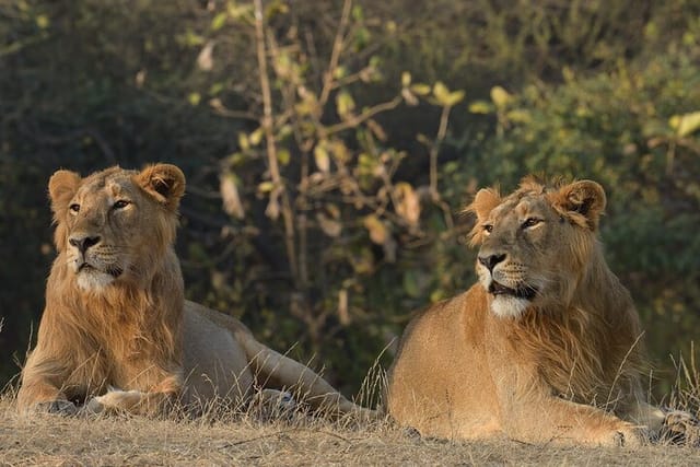 private-lion-safari-in-the-gir-national-park-in-gujarat_1