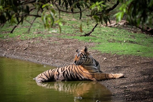 Tiger Sighting at Ranthambore