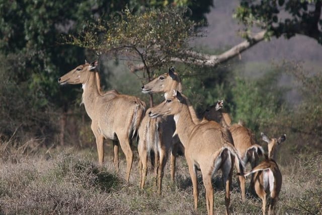 Private Safari Excursion to Panna National Park from Khajuraho - Photo 1 of 6