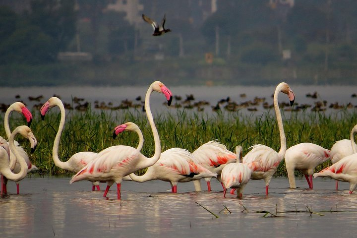 Private Tour: Full-Day Bird Safari Excursion to Bhigwan from Pune - Photo 1 of 15