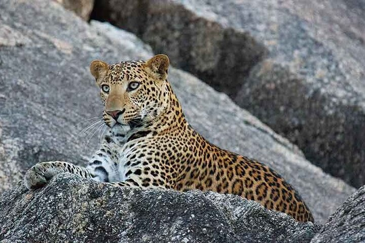 Ranakpur Leopard Jeep Safari  - Photo 1 of 11