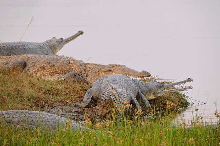 An Aquatic wildlife experience in Ranthambore