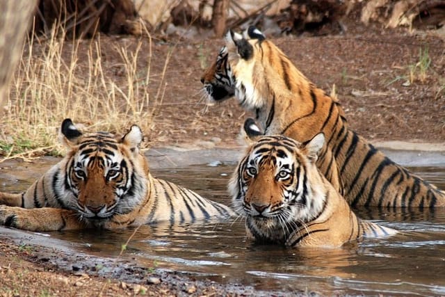 Ranthambore National Park