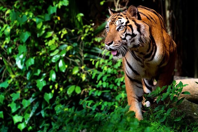 tigers at ranthambore national park