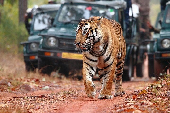 Ranthambore National Park