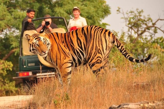 Ranthambore Tiger Safari Tickets With Optional Transfers - Photo 1 of 11