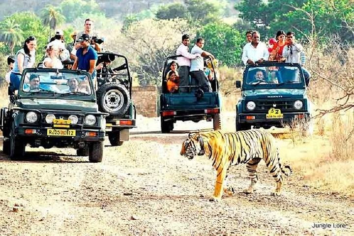 Ranthambore Wildlife Safari with Tickets & Transfer Options - Photo 1 of 3