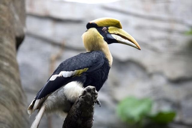 hornbill