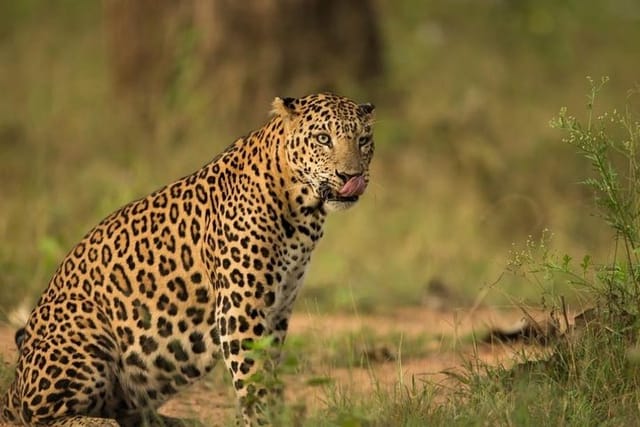 Safari In Jhalana Leopard Conservation Reserve, Jaipur - Photo 1 of 4