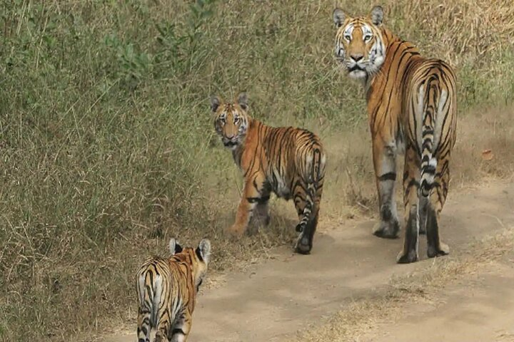 Safari in Pench National Park - Photo 1 of 19