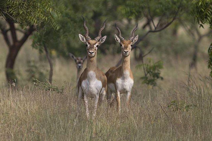 Same Day Jeep Safari For Blackbuck At National Chambal Sanctuary From Agra - Photo 1 of 8