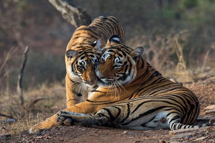 Skip-the-Line Entry for Ranthambore Gypsy Safari - Photo 1 of 8