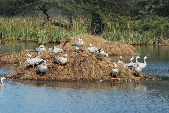 birds nesting