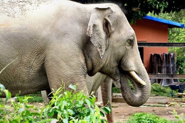 taj-mahal-with-visit-to-elephant-conservation-center_1