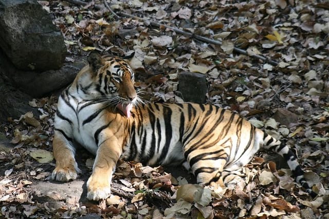 Tiger Photographic Safaris - Photo 1 of 7