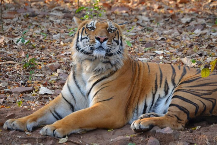 Tiger, Temple & Ancient Caves - Photo 1 of 25