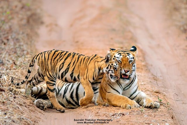 Tigress with cub at Tadoba