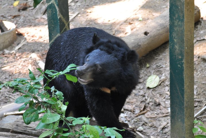 Visit Bear Rescue Center From Agra - Photo 1 of 8