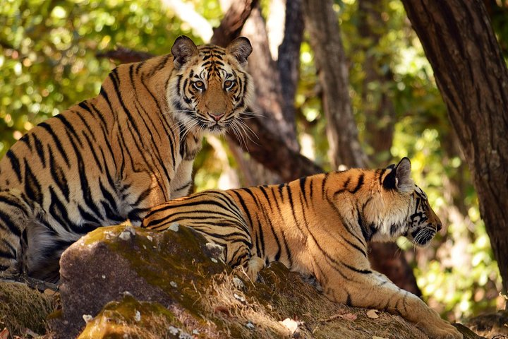 Tigers