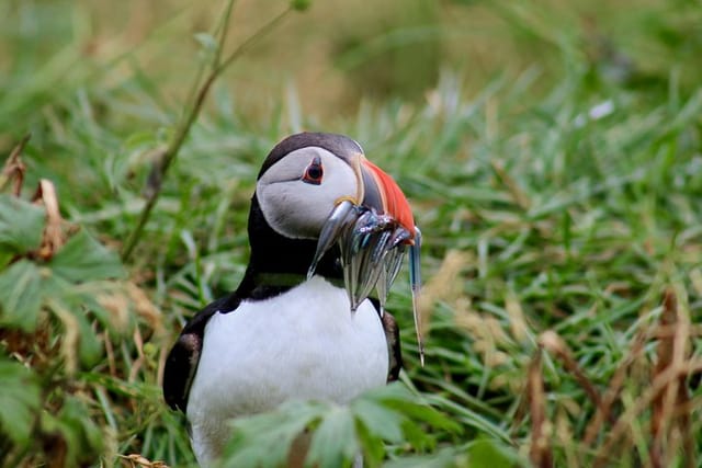 Classic Puffin Watching Cruise from Down Town Reykjavík - Photo 1 of 9