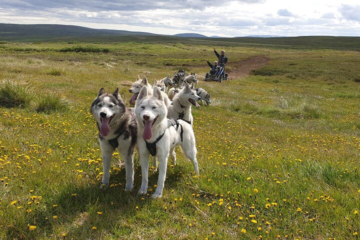  Dog Sledding and Mushing Experience by Siberian Husky in Iceland - Photo 1 of 3