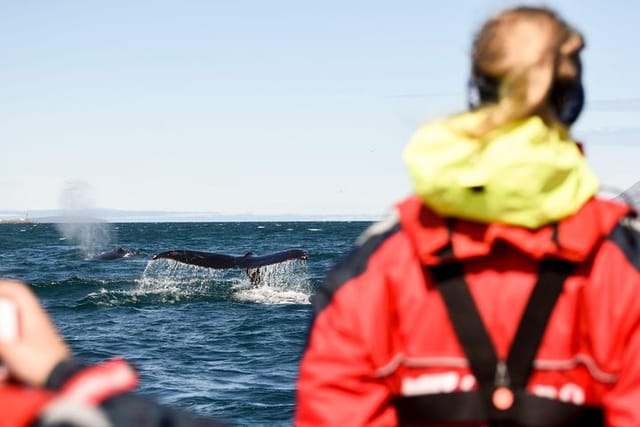 Express Whale Watching by RIB boat from Akureyri - Photo 1 of 6