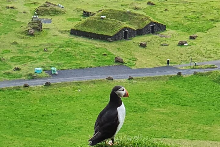 Eyjascooter Puffin Tour in Iceland - Photo 1 of 11