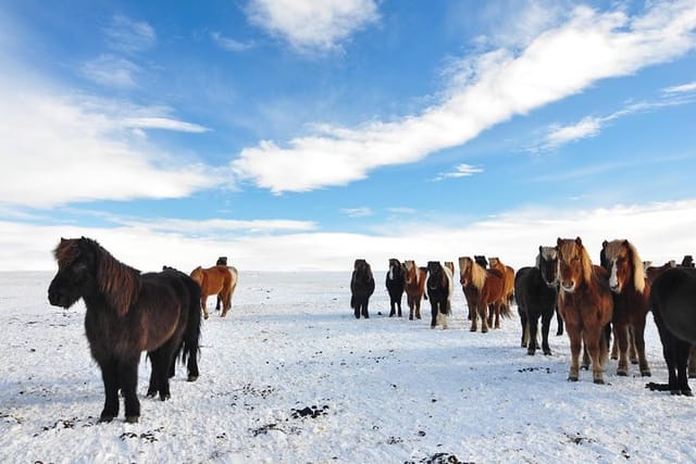 The Icelandic horse during winter