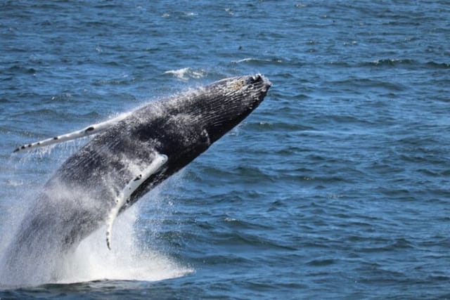 Guided Whale Watching Experience from Reykjavik - Photo 1 of 25