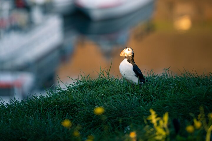 Half-day Private Puffin and Elves Tour in Borgarfjordur Eystri - Photo 1 of 7