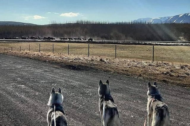 Hiking with Husky in Akureyri (private) - Photo 1 of 9