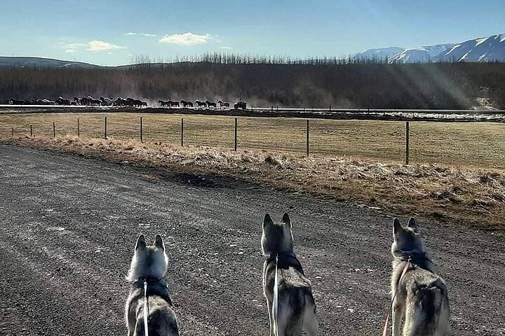 Hiking with Husky in Akureyri (private) - Photo 1 of 9