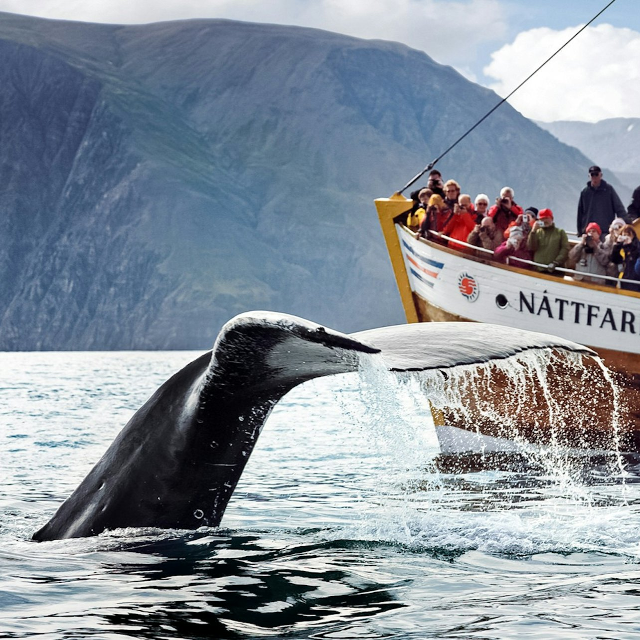 Húsavík Original Whale Watching - Photo 1 of 9