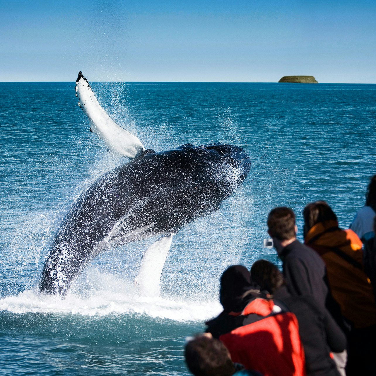 Husavik Original Whale Watching & Puffins - Photo 1 of 7