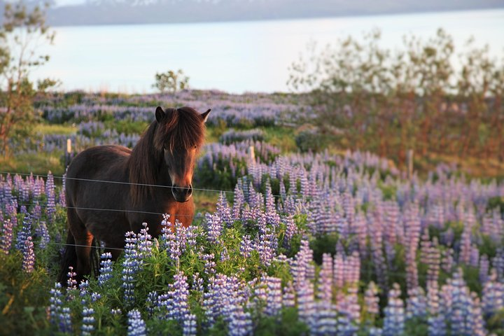 Húsavík walking tour - Photo 1 of 8