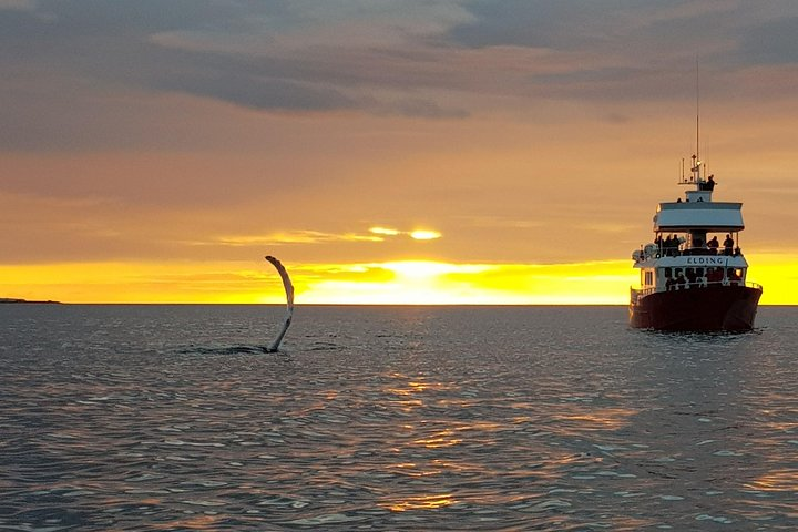 Magical Whales in the Midnight Sun | from Reykjavik - Photo 1 of 13