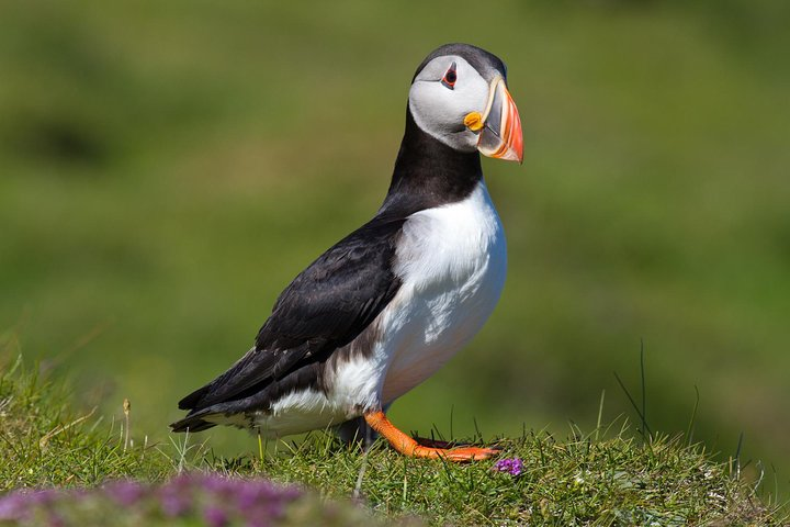 Puffin