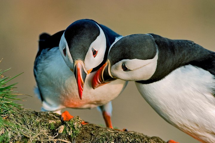 Puffin Express Cruise from Reykjavik - Photo 1 of 10