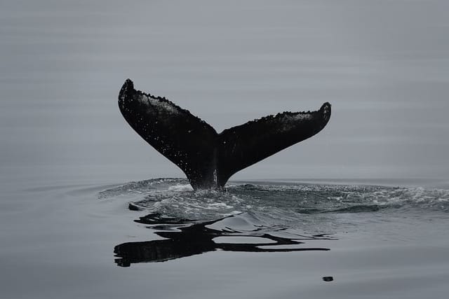 Reykjavík Bay Arctic Rose Whale Watching Excursion - Photo 1 of 16