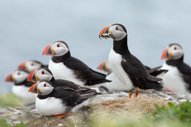 Puffin Iceland