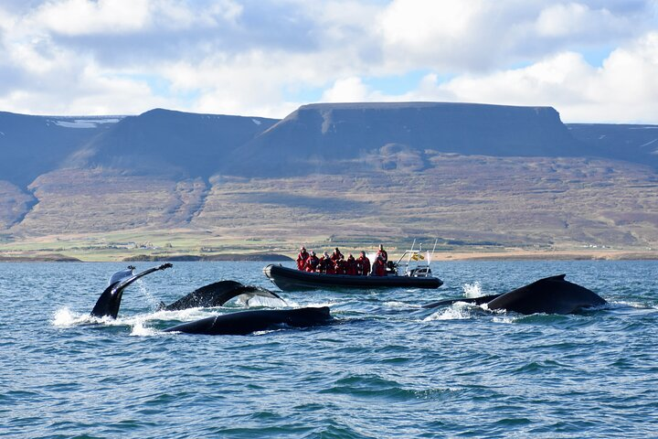 Five humpback whales swimming by RIB boat in Eyjafjörður fjord, out of Akureyri.