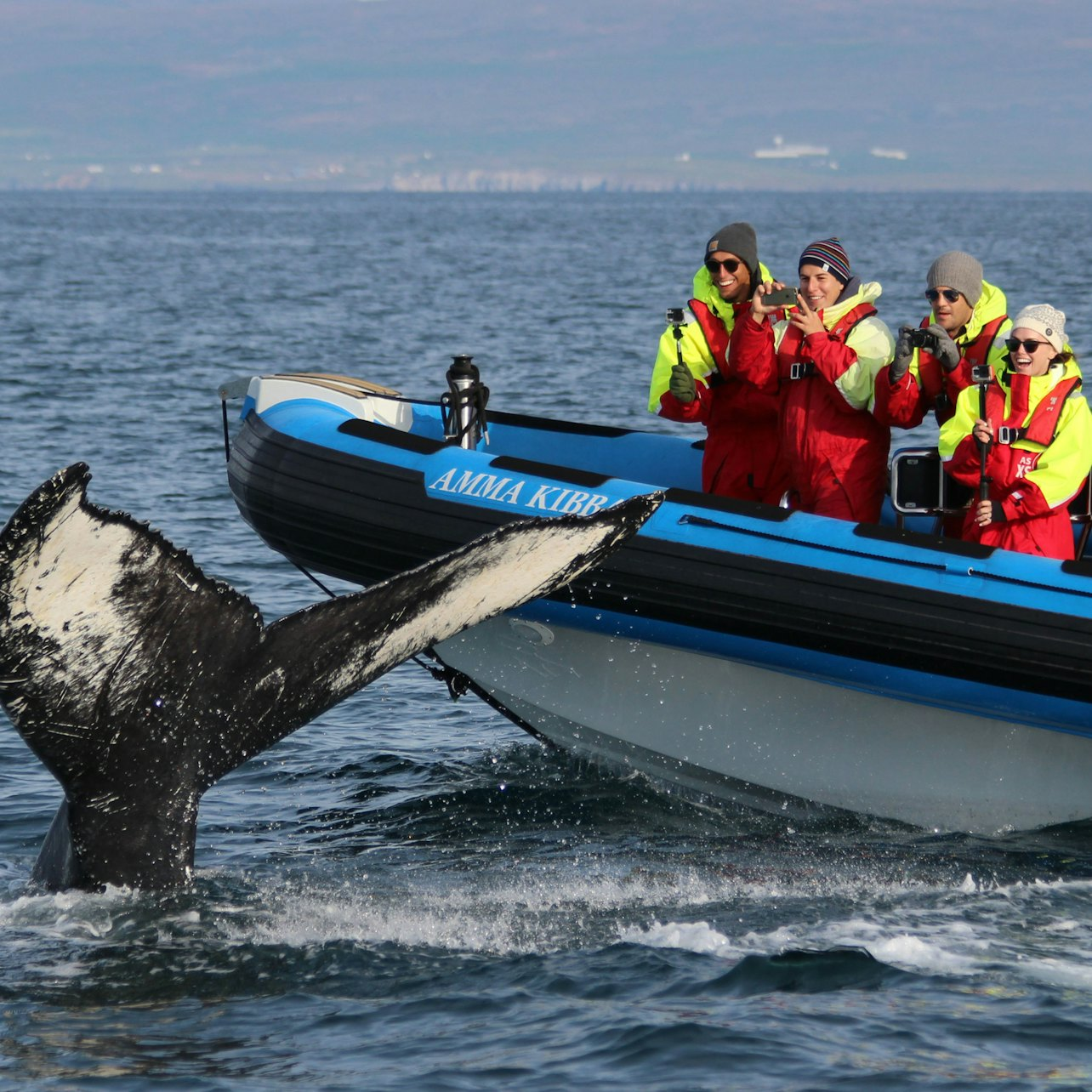 RIB Boat Whale and Puffin Safari from Húsavík - Photo 1 of 5