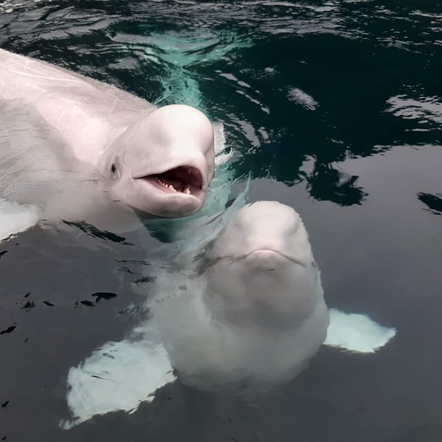 sea-life-trust-beluga-whale-sanctuary-puffin-rescue-and-aquarium_1