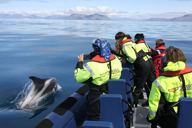 Up close with white beaked dolphins