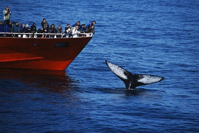 Elding Adventure at Sea