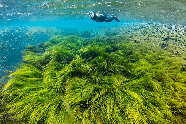 Snorkeler floats over a green algea field