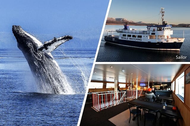 whale-watching-and-marine-life-tour-in-reykjavik_1